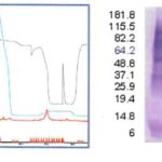 CaptureSelect Technology: Introducing One-Step Selectivity in the Purification of Biological Products