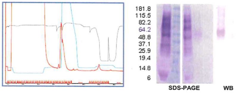 CaptureSelect Technology: Introducing One-Step Selectivity in the Purification of Biological Products