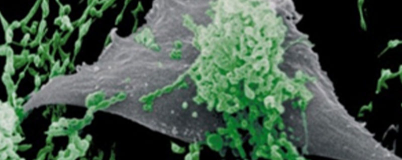 PCR Release Testing for Mycoplasmas