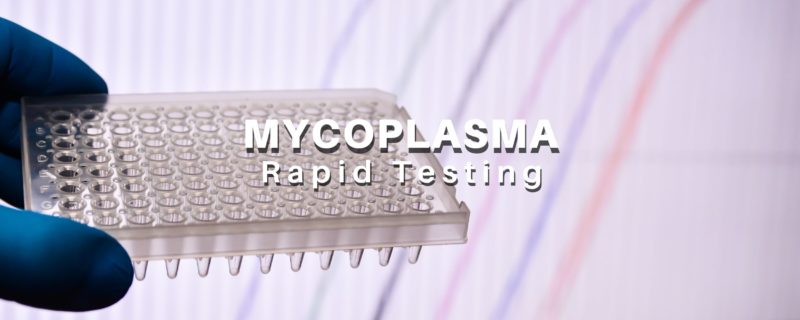 Rapid Mycoplasma Testing